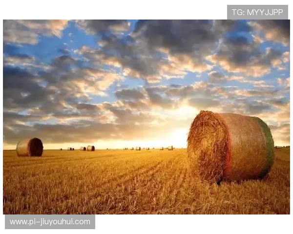 在花海中追逐梦想的绿茵少年演绎青春与自然的绚丽交融